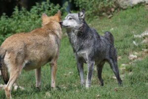 恋愛で相手を優先しすぎることの影響とは？